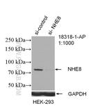 NHE8 Antibody in Western Blot (WB)