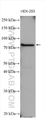 NHE8 Antibody in Western Blot (WB)