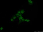 MAD1 Antibody in Immunocytochemistry (ICC/IF)