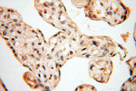 MAD1 Antibody in Immunohistochemistry (Paraffin) (IHC (P))