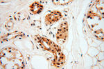 MAD1 Antibody in Immunohistochemistry (Paraffin) (IHC (P))