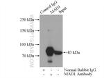 MAD1 Antibody in Immunoprecipitation (IP)