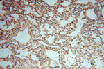 DEAF1 Antibody in Immunohistochemistry (Paraffin) (IHC (P))