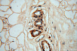 DEAF1 Antibody in Immunohistochemistry (Paraffin) (IHC (P))