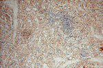 DEAF1 Antibody in Immunohistochemistry (Paraffin) (IHC (P))