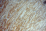 DEAF1 Antibody in Immunohistochemistry (Paraffin) (IHC (P))