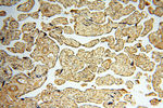 SSH3 Antibody in Immunohistochemistry (Paraffin) (IHC (P))