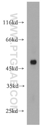 CD24 Antibody in Western Blot (WB)