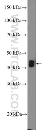 CD24 Antibody in Western Blot (WB)