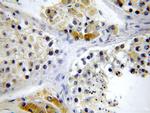 LSM14A Antibody in Immunohistochemistry (Paraffin) (IHC (P))