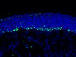 DTX1 Antibody in Immunohistochemistry (Frozen) (IHC (F))