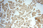 TEX14 Antibody in Immunohistochemistry (Paraffin) (IHC (P))