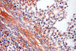 TEX14 Antibody in Immunohistochemistry (Paraffin) (IHC (P))