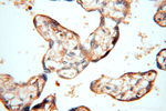 TEX14 Antibody in Immunohistochemistry (Paraffin) (IHC (P))