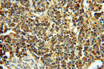 TEX14 Antibody in Immunohistochemistry (Paraffin) (IHC (P))