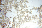 TEX14 Antibody in Immunohistochemistry (Paraffin) (IHC (P))