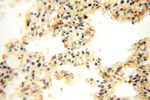 TEX14 Antibody in Immunohistochemistry (Paraffin) (IHC (P))