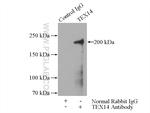 TEX14 Antibody in Immunoprecipitation (IP)