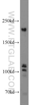 TEX14 Antibody in Western Blot (WB)