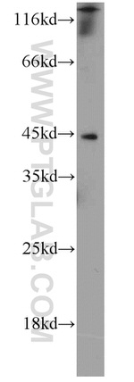 KLF13 Antibody in Western Blot (WB)