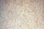 KLF13 Antibody in Immunohistochemistry (Paraffin) (IHC (P))