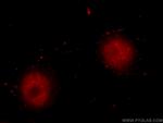 HNRNPL Antibody in Immunocytochemistry (ICC/IF)