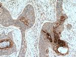 ANGPTL4 Antibody in Immunohistochemistry (Paraffin) (IHC (P))