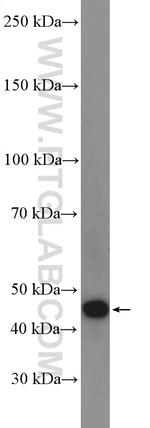 ANGPTL4 Antibody in Western Blot (WB)