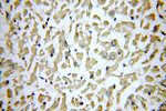 SLN Antibody in Immunohistochemistry (Paraffin) (IHC (P))