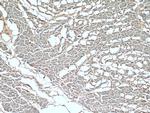 SLN Antibody in Immunohistochemistry (Paraffin) (IHC (P))