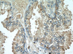 PSAP Antibody in Immunohistochemistry (Paraffin) (IHC (P))