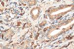 PSAP Antibody in Immunohistochemistry (Paraffin) (IHC (P))