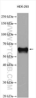 PSAP Antibody in Western Blot (WB)