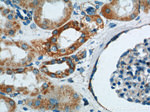 TOMM40 Antibody in Immunohistochemistry (Paraffin) (IHC (P))