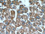TOMM40 Antibody in Immunohistochemistry (Paraffin) (IHC (P))