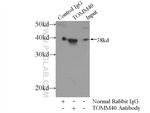 TOMM40 Antibody in Immunoprecipitation (IP)
