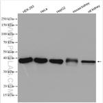 TOMM40 Antibody in Western Blot (WB)