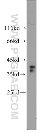 TOMM40 Antibody in Western Blot (WB)