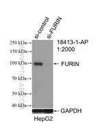 FURIN Antibody in Western Blot (WB)