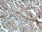 FURIN Antibody in Immunohistochemistry (Paraffin) (IHC (P))