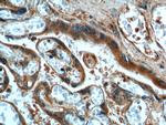 FURIN Antibody in Immunohistochemistry (Paraffin) (IHC (P))