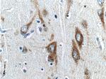 RXFP1 Antibody in Immunohistochemistry (Paraffin) (IHC (P))