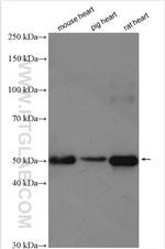 Calsequestrin 2 Antibody in Western Blot (WB)