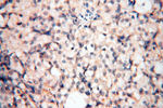 Calsequestrin 2 Antibody in Immunohistochemistry (Paraffin) (IHC (P))