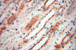 Calsequestrin 2 Antibody in Immunohistochemistry (Paraffin) (IHC (P))