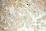 Calsequestrin 2 Antibody in Immunohistochemistry (Paraffin) (IHC (P))