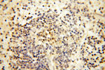 Calsequestrin 2 Antibody in Immunohistochemistry (Paraffin) (IHC (P))