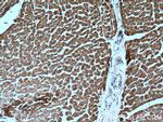 Calsequestrin 2 Antibody in Immunohistochemistry (Paraffin) (IHC (P))