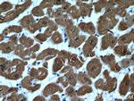 Calsequestrin 2 Antibody in Immunohistochemistry (Paraffin) (IHC (P))