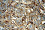 PSAP Antibody in Immunohistochemistry (Paraffin) (IHC (P))